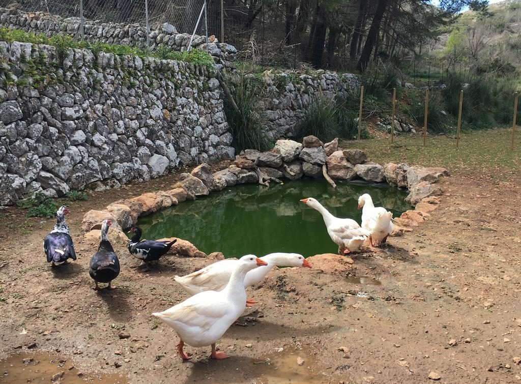 Finca Ses Fontanelles Andraitx Luaran gambar